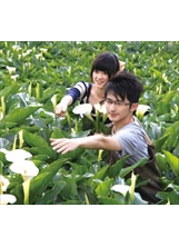 陽明山竹子湖海芋季已於二月展開。（圖片提供／黃佳琳）之照片