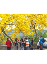 彰化黃花風鈴木花道的花期，總會吸引許多遊客。（圖片提供／洪璧珍）之照片