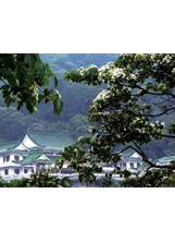 桐花盛開時，承天禪寺的碧瓦白牆與青山白花相照映，一片祥和。 （圖片提供／陳俊雄）之照片