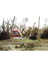 尼伯特颱風吹倒馬蘭榮家多顆大樹，甚至壓壞榮家設施，現場滿目瘡痍。（圖片提供／馬蘭榮家）之照片