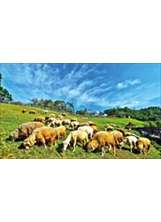 清境農場遼闊的草原、成群綿羊與蔚藍的天空，超具放鬆療癒效果。 （圖片提供／吳揚欽）之照片