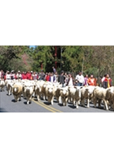 清境農場 奔羊節 徵100牧羊人之照片