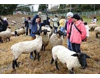 國軍楷模偕家屬在綿羊基地，與可愛的綿羊近距離互動，把塵囂澈底拋開。（圖／清境農場）