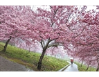 福壽山農場粉紅色系的櫻花，挺過寒流盛開。（圖／福壽山農場）