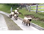 「下班嘍！」傍晚時，清境農場的「瓦萊黑鼻羊」以歡躍的步伐跑回家。（圖／清境農場）