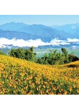 六十石山上，鋪滿盛開的金針花。（圖片提供／劉淑芬）之照片