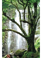 處女瀑布，意境如詩如畫，是滿月圓森林遊樂區的人氣景點。（圖片提供╱陳俊雄）之照片