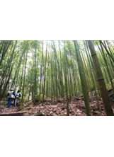 八仙山森林遊樂區有完善的步道，可欣賞蓊鬱挺立的孟宗竹林。（圖片提供╱陳志東）之照片