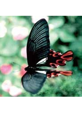 寬尾鳳蝶。（圖片提供／陳維壽）之照片