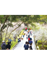 角板山公園梅花盛開，宛如雪景，是賞梅好時機。（圖片提供／康鴻志）之照片