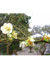 梅嶺梅花遍布，遠看枝頭猶如白雪點點。（圖片提供／曹婷婷）之照片