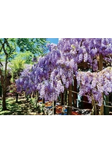 串串垂下的紫藤花彷彿紫色瀑布點綴枝頭。（圖／武陵農場）之照片