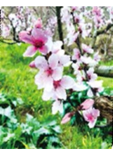 桃花盛綻迎春天。（圖／武陵農場）之照片