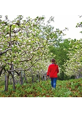 微風輕拂蘋果花，福壽山農場也飄散著陣陣清香。 （圖／福壽山農場）之照片