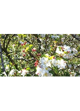 蘋果花在不同時期展示出不同的風韻。（圖／福壽山農場）之照片