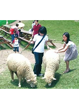 「一日牧羊人」套裝行程。之照片