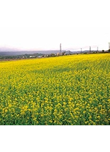 臺東農場池上榮民會館周邊可欣賞油菜花田美景。之照片