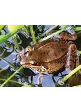 貢德氏赤蛙。（圖／臺東農場松園別館）之照片