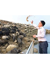 遊客把飼料撒到岸上餵食，山豬們開始大快朵頤。之照片