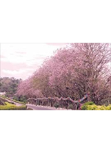 「香榭大道」旁的櫻花為景區增添浪漫氣息。之照片