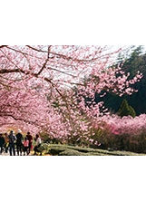 茶園步道春季時櫻花盛開之美景。之照片