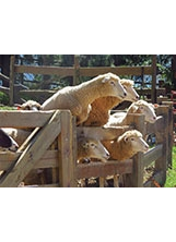 農場綿羊引頸期盼著大家的到訪。（圖／清境農場）之照片