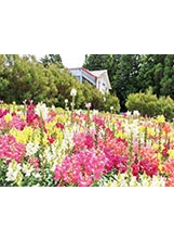 福壽山農場前的迎賓花圃，金魚草現正綻放中。（圖／福壽山農場）之照片
