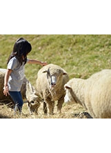 青青草原的綿羊是清境農場的招牌明星。之照片
