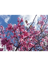 武陵櫻花季之照片