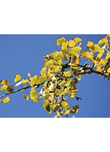 銀杏葉富四季變化，各有獨特的風情。之照片