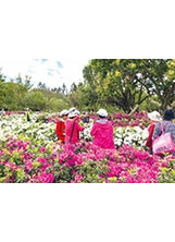 大安森林公園內繽紛美麗的杜鵑花。（圖／臺北市政府公園處）之照片