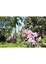 春天時，臺大校園內盛開杜鵑花。（圖／林建榮）之照片