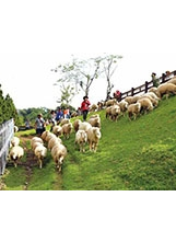 清境農場「一日牧羊人」活動，趣味盎然。之照片
