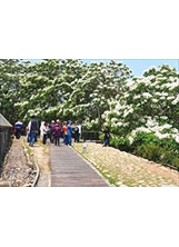 苗栗銅鑼臺灣客家文化館，館後木棧道桐花盛開。（圖／客家委員會客家文化發展中心）之照片