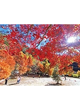 武陵農場的秋天，楓紅層層，美不勝收。（圖／武陵農場）之照片