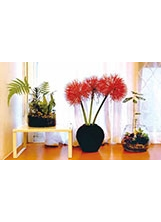 窗臺擺放幾盆花草植物，讓整個生活環境都鮮活起來。之照片