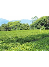 福壽山農場茶葉生長環境絕佳，推出後大受茶友歡迎。（圖／福壽山農場）之照片