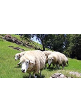 清境農場微解封 綿羊秀彩排迎賓之照片
