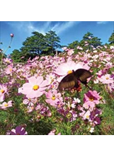 福壽山農場波斯菊盛開，吸引蝴蝶採蜜。（圖／福壽山農場）之照片