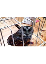 翅膀受傷的領角鴞，已被福壽山農場同仁送往「野生動物保育學會」復健。（圖／福壽山農場）之照片