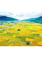 臺東好山好水好米，百頃金黃稻田，與四周碧綠群山相映。之照片