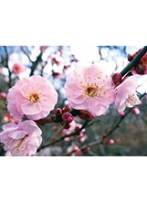 梅花的花形接近正圓，開花時無葉，帶有淡雅香味。之照片