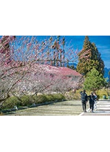 福壽山優雅的梅花季，總會吸引不少遊客上山賞梅。之照片