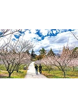 福壽山農場近期梅花、山櫻花盛開，美不勝收。（圖／福壽山農場）之照片