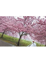 福壽山農場粉紅色系的櫻花，挺過寒流盛開。（圖／福壽山農場）之照片