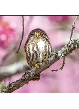 鵂鶹個頭嬌小，外型圓滾滾的，很萌，被鳥界戲稱為「小葫蘆」。（圖／武陵農場）之照片