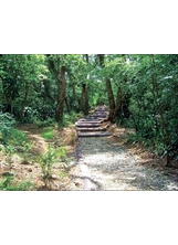 景美山仙跡岩步道曲徑通幽，沿途綠樹成蔭。（圖／台灣千里步道協會）之照片