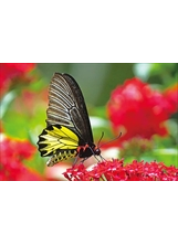 高雄農場的蝴蝶有數十種，圖為「黃裳鳳蝶」。（圖／高雄農場）之照片