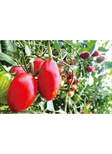 高雄農場物產豐富，圖為美濃特產的冠軍小番茄。（圖／高雄農場）之照片
