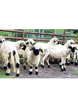 清境農場新引進的笑笑羊（瓦萊黑鼻羊），將於七月下旬和遊客見面。（圖／清境農場）之照片